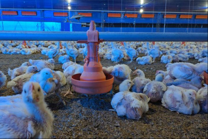 granja pollos